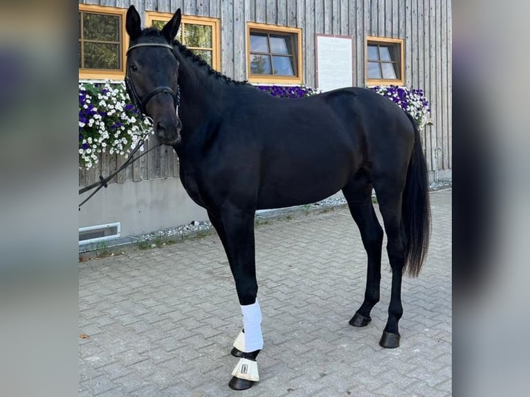 Trakehner Caballo castrado 4 años 173 cm Morcillo in Adelsried