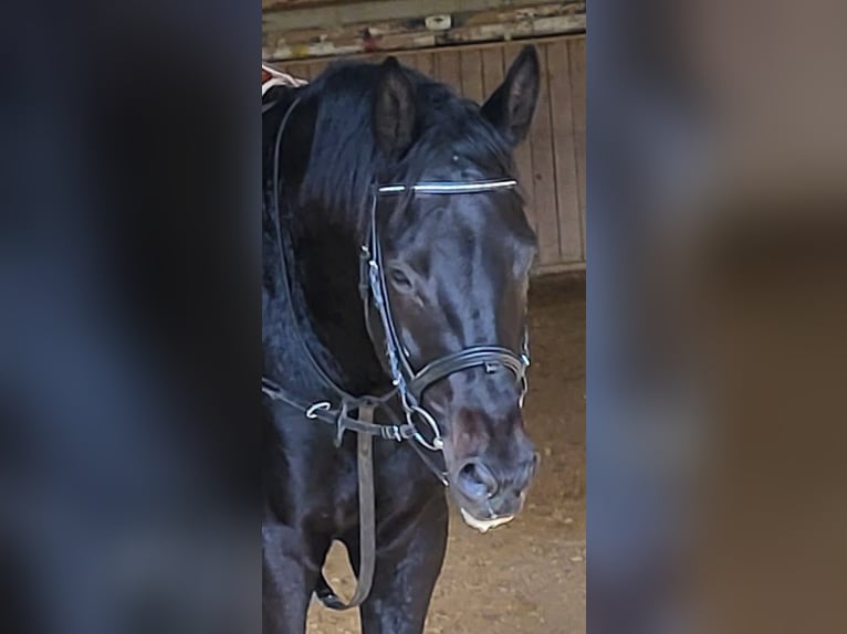 Trakehner Caballo castrado 4 años 173 cm Morcillo in Adelsried