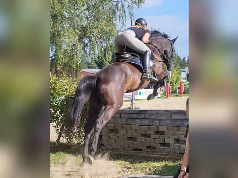 Trakehner Caballo castrado 4 años 173 cm Morcillo in Adelsried