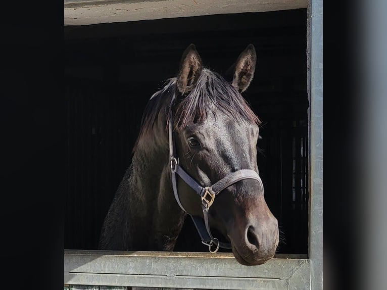 Trakehner Caballo castrado 4 años 173 cm Morcillo in Adelsried