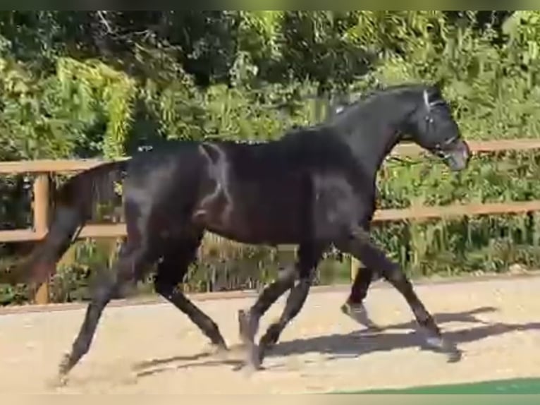 Trakehner Caballo castrado 4 años 173 cm Morcillo in Adelsried