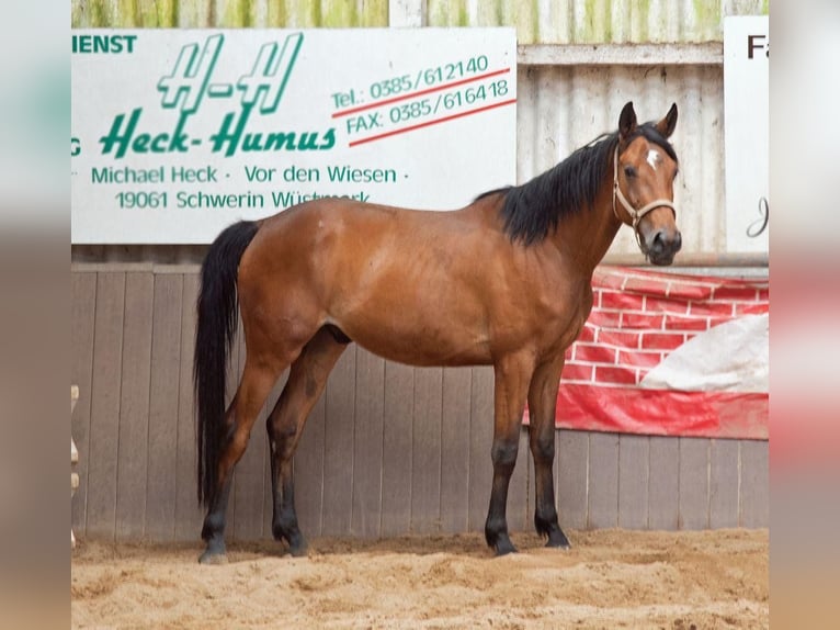 Trakehner Caballo castrado 4 años 174 cm Castaño in Wendorf