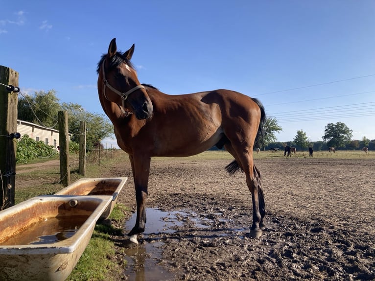 Trakehner Caballo castrado 4 años 174 cm Castaño in Wendorf