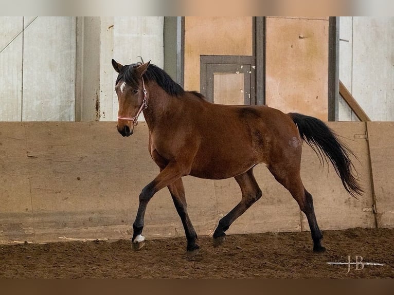 Trakehner Caballo castrado 4 años 174 cm Castaño in Wendorf