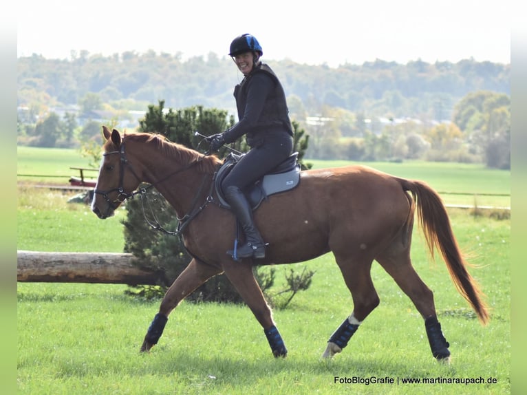 Trakehner Caballo castrado 4 años 175 cm Alazán in Neunkirchen-Seelscheid