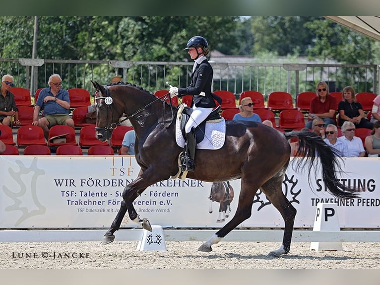 Trakehner Caballo castrado 4 años 175 cm Castaño in Liessel