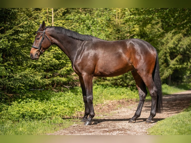Trakehner Caballo castrado 4 años 175 cm Castaño oscuro in Wertach
