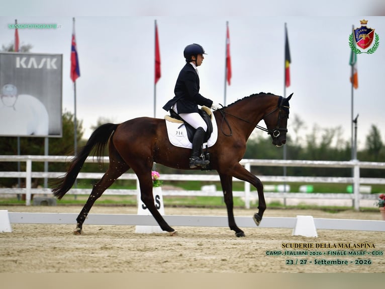 Trakehner Caballo castrado 4 años 175 cm Morcillo in Divino Amore