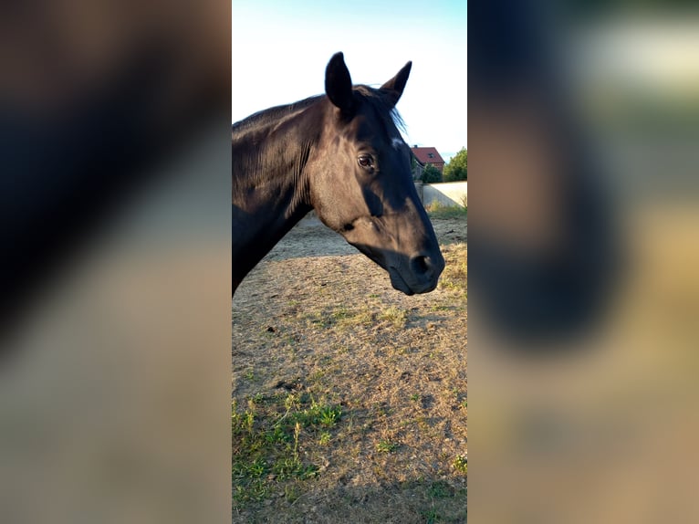 Trakehner Caballo castrado 4 años 175 cm Negro in Authausen