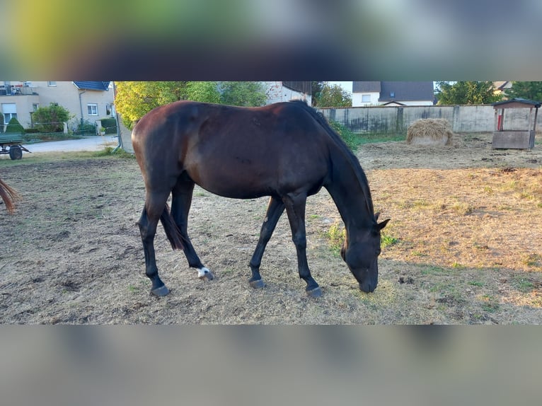 Trakehner Caballo castrado 4 años 175 cm Negro in Authausen