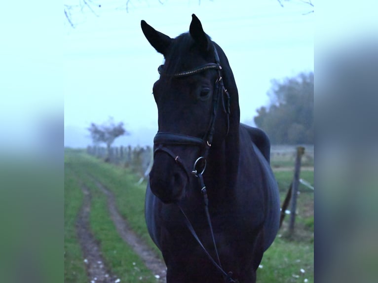 Trakehner Caballo castrado 4 años 175 cm Negro in Karlsfeld