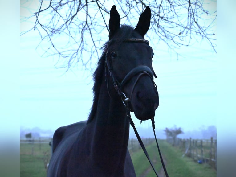 Trakehner Caballo castrado 4 años 175 cm Negro in Karlsfeld