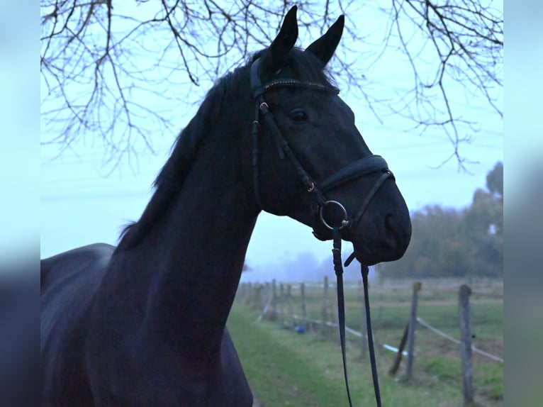 Trakehner Caballo castrado 4 años 175 cm Negro in Karlsfeld