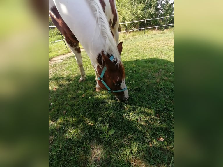 Trakehner Mestizo Caballo castrado 4 años  in Titz