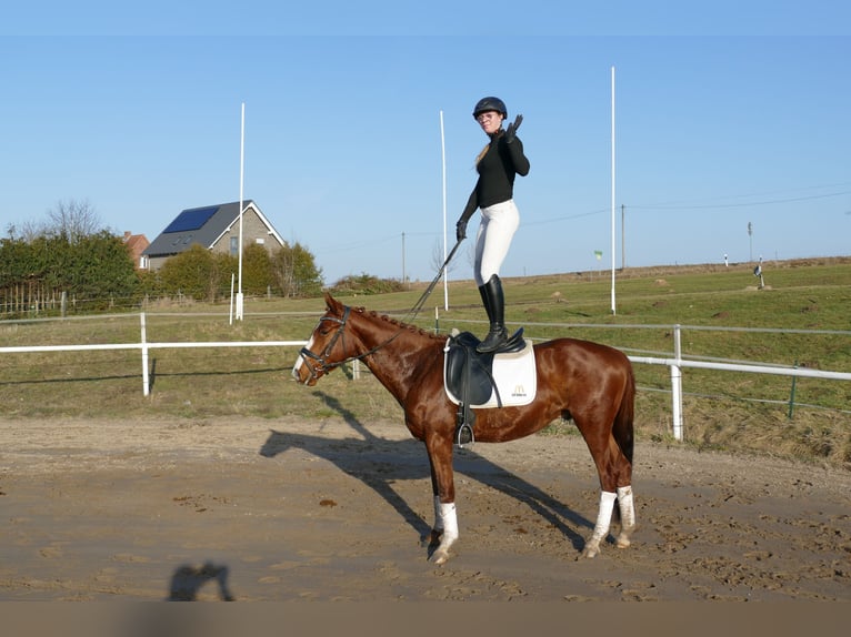 Trakehner Caballo castrado 5 años 155 cm Alazán in Ganschow