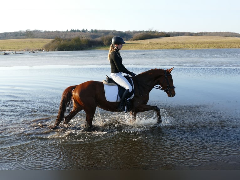 Trakehner Caballo castrado 5 años 155 cm Alazán in Ganschow
