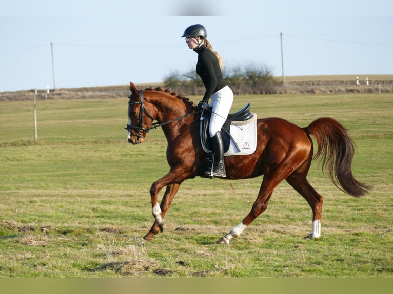 Trakehner Caballo castrado 5 años 155 cm Alazán in Ganschow