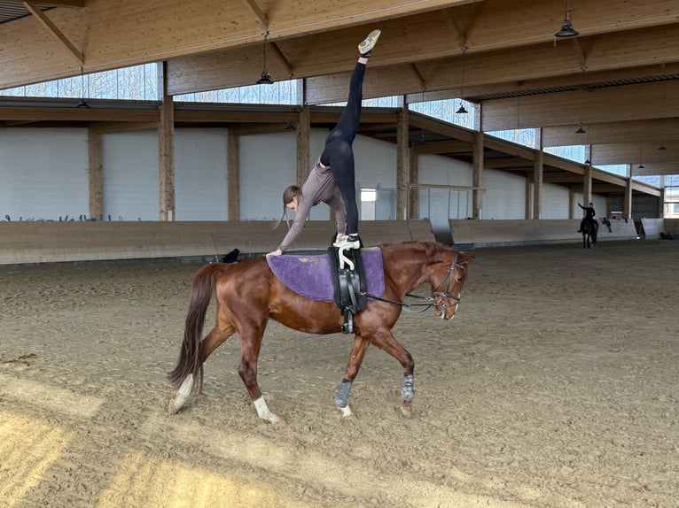 Trakehner Caballo castrado 5 años 155 cm Alazán in Ganschow