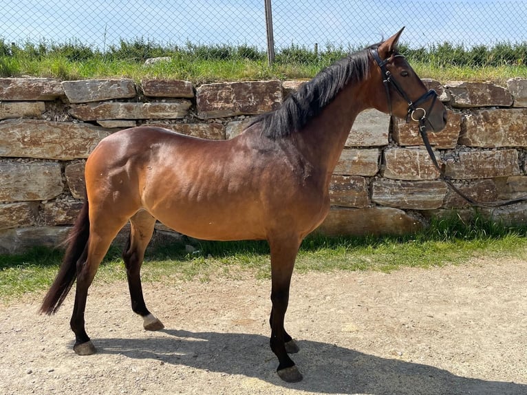 Trakehner Caballo castrado 5 años 160 cm Castaño in Horn