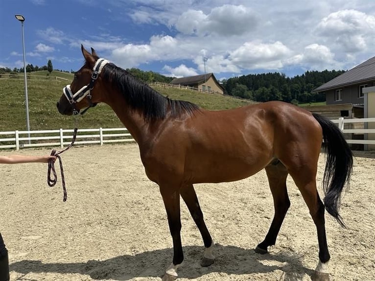 Trakehner Caballo castrado 5 años 160 cm Castaño oscuro in Bettwiesen