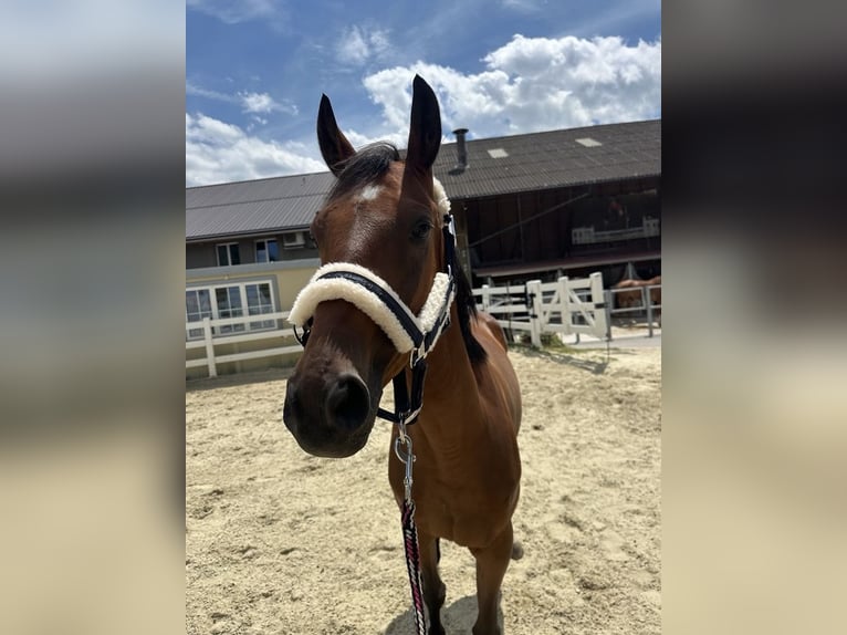 Trakehner Caballo castrado 5 años 160 cm Castaño oscuro in Bettwiesen