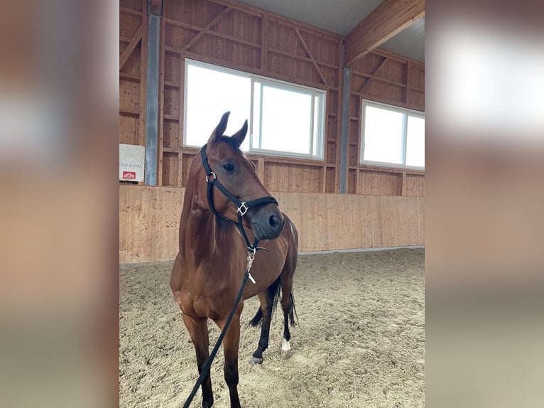 Trakehner Caballo castrado 5 años 160 cm Castaño oscuro in Bettwiesen