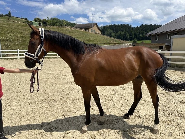Trakehner Caballo castrado 5 años 160 cm Castaño oscuro in Bettwiesen