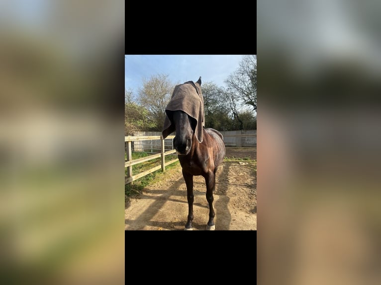 Trakehner Caballo castrado 5 años 161 cm Castaño oscuro in Hemmingen