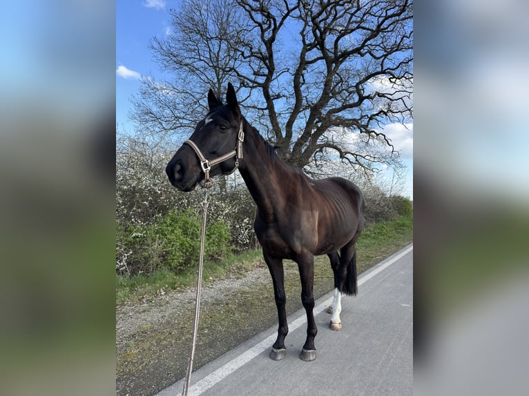 Trakehner Caballo castrado 5 años 161 cm Castaño oscuro in Hemmingen