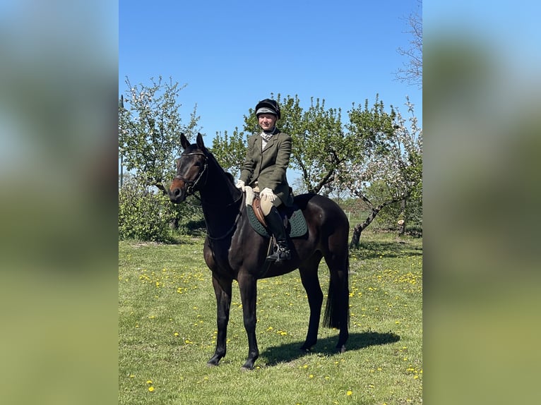 Trakehner Caballo castrado 5 años 161 cm Morcillo in Aulosen
