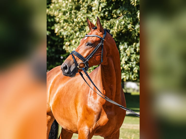 Trakehner Caballo castrado 5 años 164 cm Castaño in Kappeln
