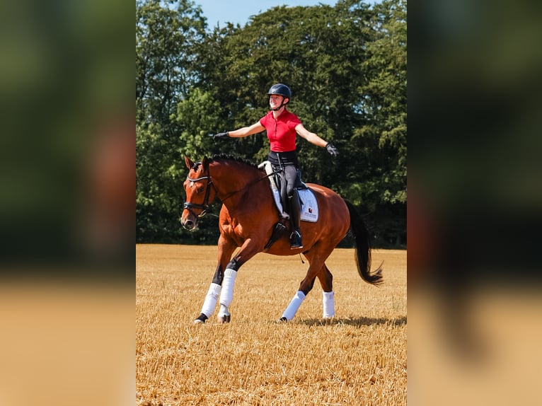 Trakehner Caballo castrado 5 años 164 cm Castaño in Kappeln