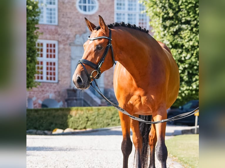 Trakehner Caballo castrado 5 años 164 cm Castaño in Kappeln