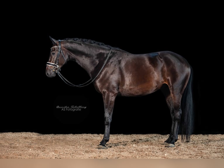 Trakehner Caballo castrado 5 años 164 cm Castaño oscuro in Herrenberg