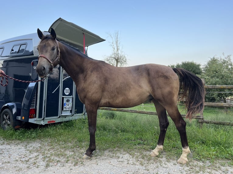 Trakehner Caballo castrado 5 años 165 cm Buckskin/Bayo in Rohrbach