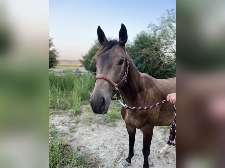 Trakehner Caballo castrado 5 años 165 cm Buckskin/Bayo in Rohrbach