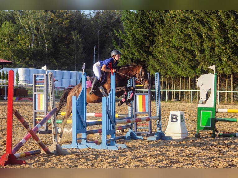 Trakehner Caballo castrado 5 años 165 cm Castaño rojizo in Młynary