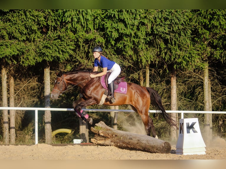 Trakehner Caballo castrado 5 años 165 cm Castaño rojizo in Młynary