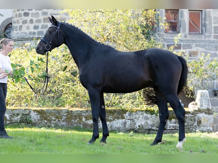 Trakehner Caballo castrado 5 años 165 cm Morcillo in Altenstadt