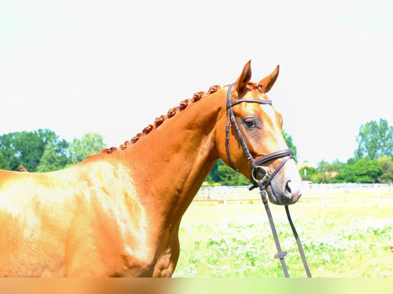 Trakehner Caballo castrado 5 años 166 cm Alazán in Hopsten