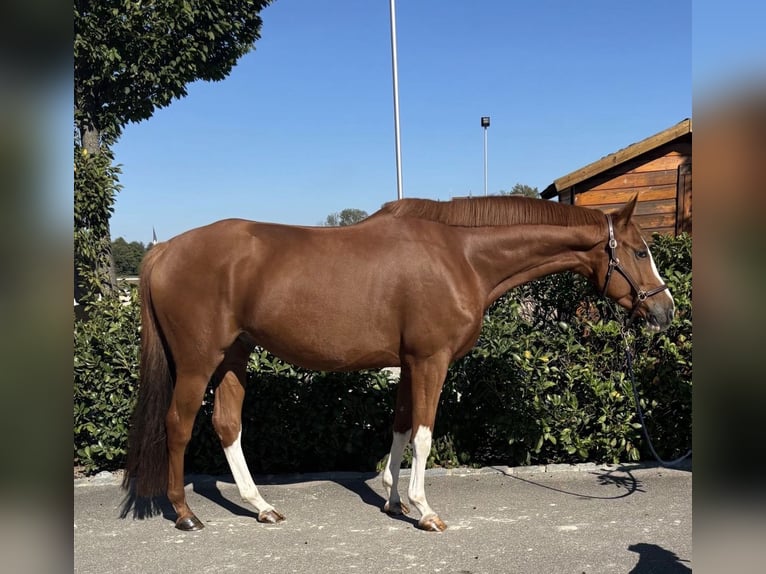 Trakehner Caballo castrado 5 años 166 cm Alazán in Pfaffenhofen an der Ilm