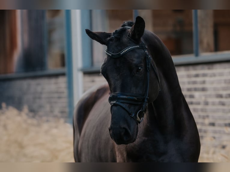 Trakehner Caballo castrado 5 años 166 cm Negro in Dreieich