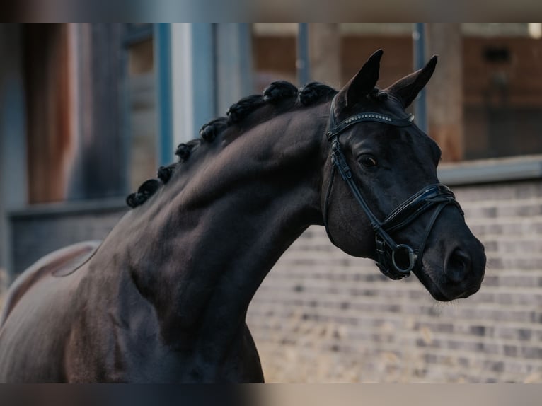 Trakehner Caballo castrado 5 años 166 cm Negro in Dreieich