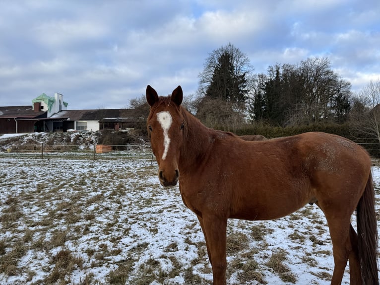Trakehner Caballo castrado 5 años 167 cm Alazán in Rohrbach