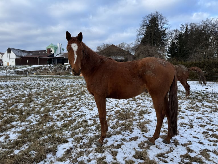 Trakehner Caballo castrado 5 años 167 cm Alazán in Rohrbach