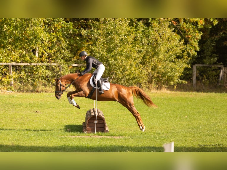 Trakehner Caballo castrado 5 años 167 cm Alazán-tostado in Heidekrug