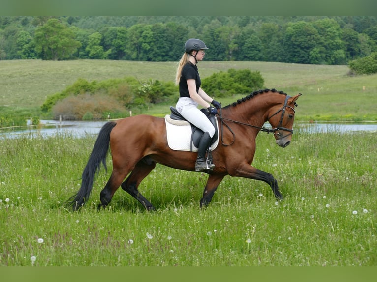 Trakehner Caballo castrado 5 años 167 cm Castaño in Ganschow