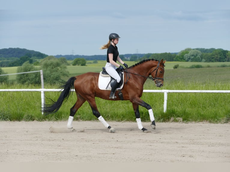 Trakehner Caballo castrado 5 años 167 cm Castaño in Ganschow