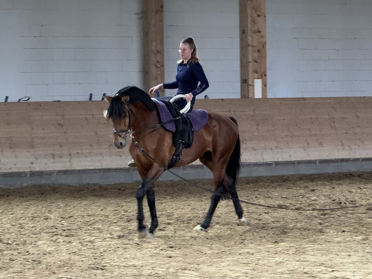 Trakehner Caballo castrado 5 años 167 cm Castaño in Ganschow