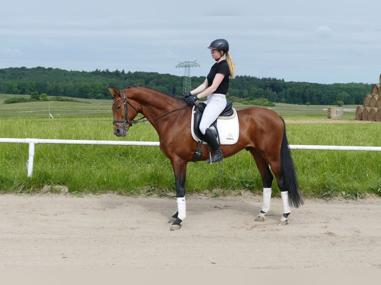 Trakehner Caballo castrado 5 años 167 cm Castaño in Ganschow